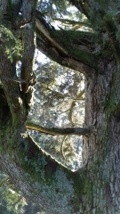 CIRCUIT DECOUVERTE AU MONT D OR  UN PEU HORS PISTE-doubs