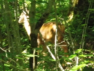 FLAGEY - FONTAINE DU NAUD-doubs