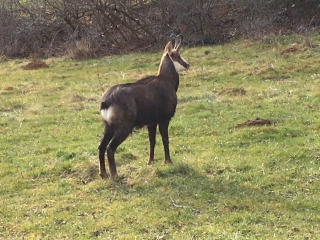 DANS LES BOIS SUR LE HAUTEURS DE PONTARLIER-doubs