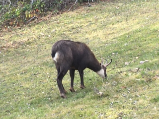 DANS LES BOIS SUR LE HAUTEURS DE PONTARLIER-doubs