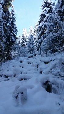 RANDO EN RAQUETTES OU PEDESTRE TRES FACILE-doubs