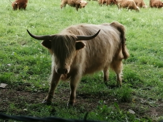 CIRCUIT FACILE RANDO PEDESTRE OU RAQUETTES OU VTT-doubs