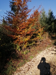 RANDO DANS LES BOIS - LA MONTUEURE-doubs