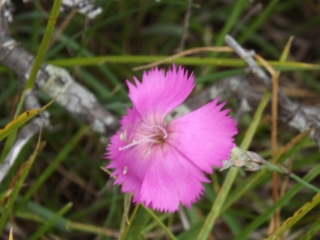 ST DENIS PAR BARMAUD ET LA FACLE-doubs