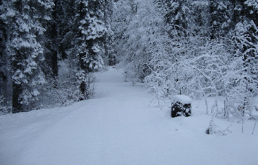 PISTE CHALET PIN-doubs