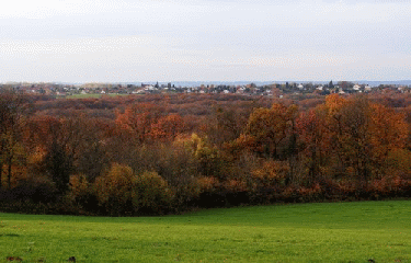 FORET DE BESANCON - TILLEROYES-doubs
