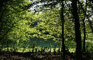 FORET DE BESANCON - TILLEROYES-doubs
