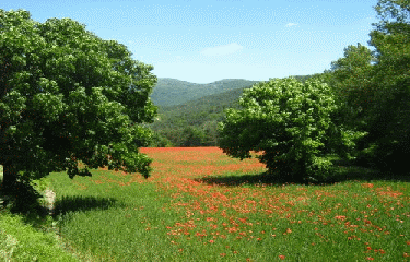 BUIS-LES-BARONNIES-drome