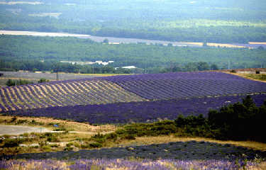 FERRASSIERES- CABANE DE CYPRIEN-drome
