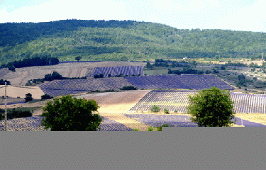 FERRASSIERES- CABANE DE CYPRIEN-drome