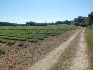 SUZE LA ROUSSE-drome