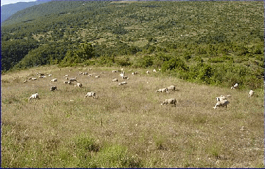MONTAGNE DE BANNE A PARTIR DU COL DE GEINE-drome