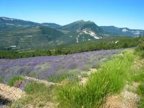 ALAMBIC DE PRACHETON-drome