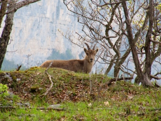 PETITE ET GRANDE COURNOUZE-drome