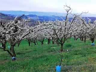 GEYSSANS - DANS LES BOIS-drome