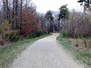 GEYSSANS - DANS LES BOIS-drome