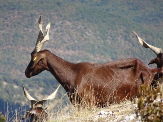 LE COUGOIR PAR LE VIEUX VILLAGE-drome