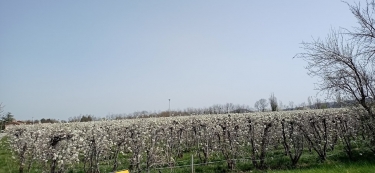 LENS-LESTANG - PRIEURE DE MANTHES - VERGERS DE MORAS-drome