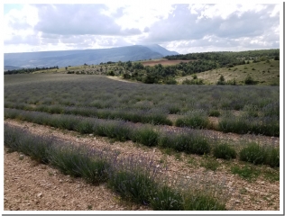 BALADE ODORANTE ET PEDAGOGIQUE-drome