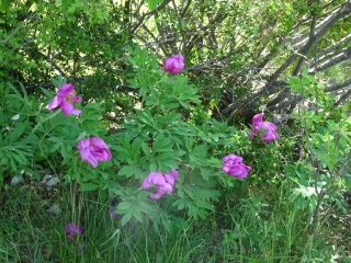LACHAU - MONTAGNE DE PALLE - CHAPELLE CALMA-drome