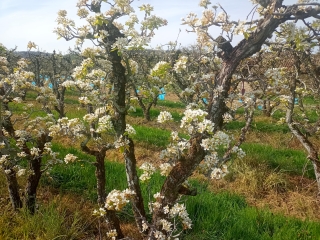 MANTHES - LENS-LESTANG-drome