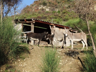 SAINT-FERREOL-TRENTE-PAS-drome
