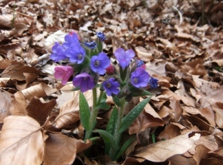 ALEYRAC - GRAND CIRCUIT-drome
