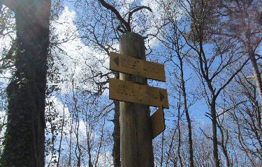 FORET DE BORD-LOUVIERS-eure