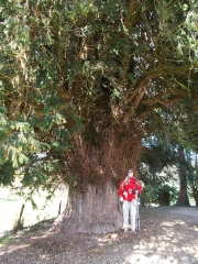 ST-LEGER-DU-GENNETEY - FORET DE MONFORT-eure