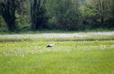 SAINT-SANSOM-DE-LA-ROQUE-eure