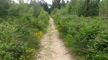 FORET DE BORD LOUVIERS-eure