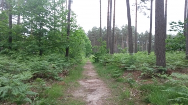 FORET DE BORD LOUVIERS-eure