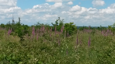 ROND DE FRANCE - FORET DE LOUVIERS-eure