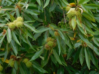 SAINT-AUBIN-D ECROSVILLE-eure