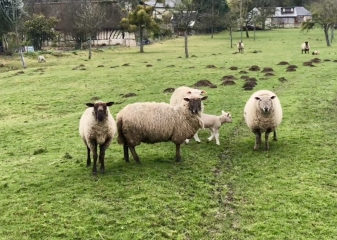 ENTRE MARAIS VERNIER ET BOUQUELON-eure
