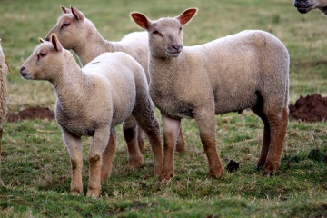 LA CHAPELLE-HARENG - LE PLANQUAY-eure
