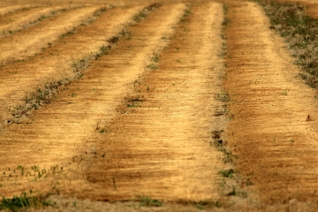 SAINTE-OPPORTUNE-DU-BOSC - CHATEAU DU CHAMP DE BATAILLE-eure