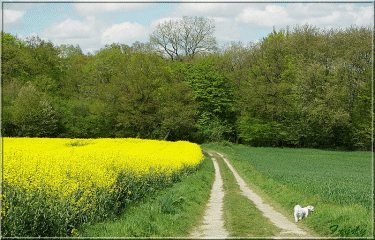 La mare de Saint Lubin-eure