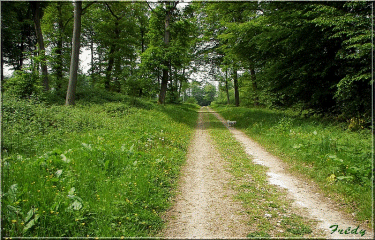 BALADE EN FORET-eure