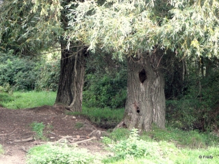 ST-PIERRE-DE-BAILLEUL-eure