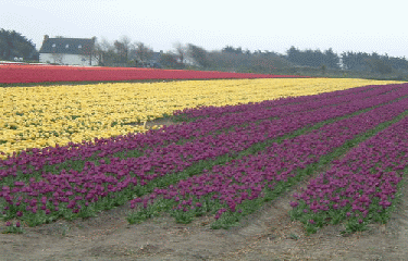 CIRCUIT DES TULIPES-finistere