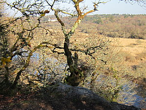 FORET DE TOULFOEN-finistere