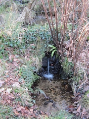 FORET DE TOULFOEN-finistere