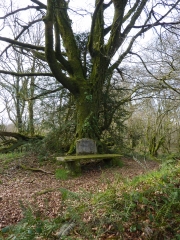 SPEZET - CRETE ET TOURBIERES-finistere