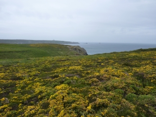 CAP-SIZUN (2)-finistere