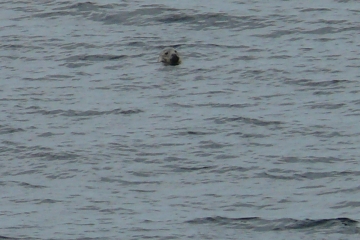 PLOUGONVELIN (2)-finistere