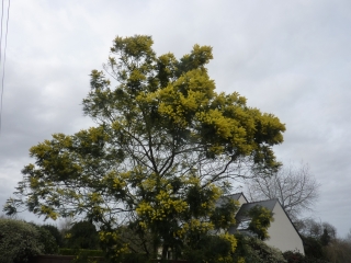 SAINT-JEAN-TROLIMON (2)-finistere