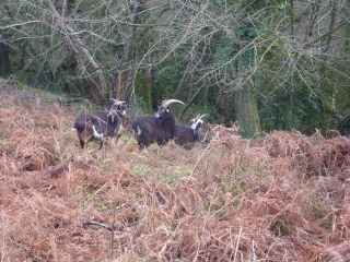 PEUMERIT - ST JOSEPH-finistere
