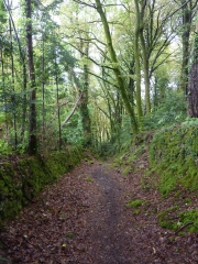 FORET DE TOULFOEN - BORD DE LA LAITA-finistere