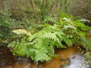 PEUMERIT - MENHIR SAN KODELIC-finistere
